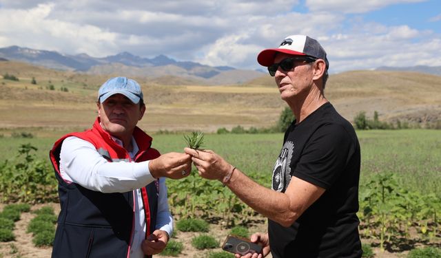 ABD merkezli baharat firması temsilcileri, Bayburt'ta tarhun ekim alanlarını inceledi