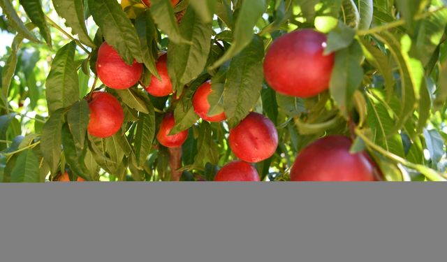 Coğrafi işaretli Lapseki şeftalisinde 70 ton civarı ihracat hedefleniyor