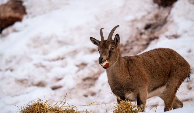 Adıyaman'da yaban keçileri karlı bölgede yiyecek ararken görüntülendi