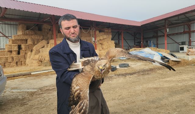 Amasya'da yaralı halde bulunan kızıl şahin tedaviye alındı