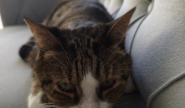 Balıkesir'de 15 yaşındaki kedinin beyninden kafatası büyüklüğünde tümör çıkarıldı