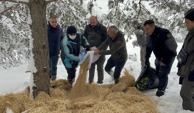 Çankırı'da yaban hayvanları için karlı kaplı alanlara yem bırakıldı