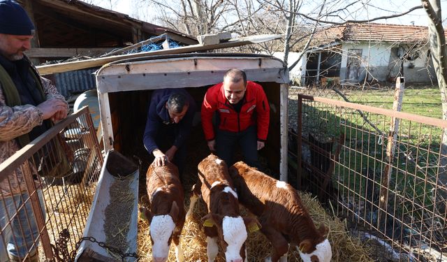 Edirneli besiciler üçüz buzağı sevinci yaşıyor