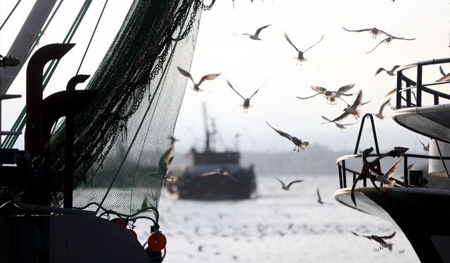 İğneada'da martılar balıkçı teknelerinin peşini bırakmıyor