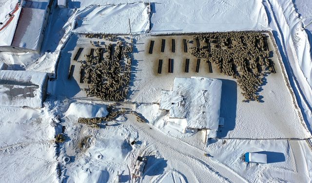 Kangal akkaraman ırkı koyun sürüsünü devlet desteğiyle 6 kat büyüttü
