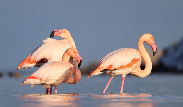 Kastamonu'da Ezine Çayı'na gelen flamingonlar renkli görüntüler oluşturdu