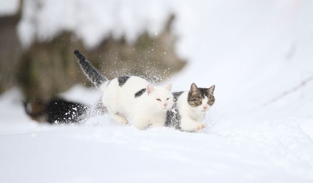 Kastamonu'da kar nedeniyle yiyecek bulamayan kedileri köy imamı besliyor