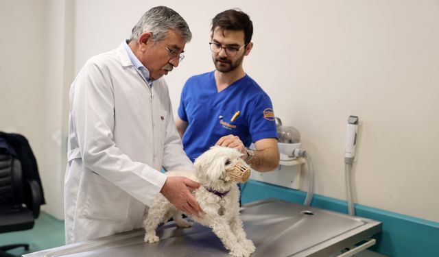 Konya'daki hayvan hastanesinde geçen yıl 21 bin veterinerlik hizmeti verildi