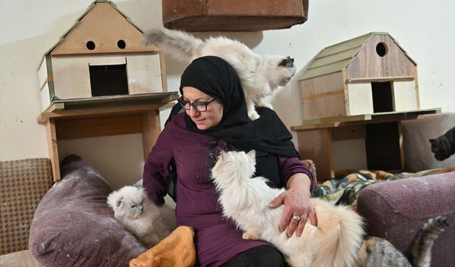 Lübnanlı hayvansever, tüm zorluklara rağmen 70 sahipsiz kediye sevgi ve şefkatle bakıyor