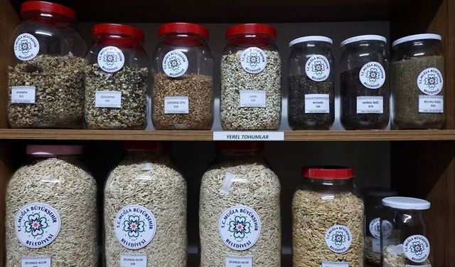 Muğla'da üretilen 22 milyon yerel tohum 81 ildeki üreticilere ulaştırıldı