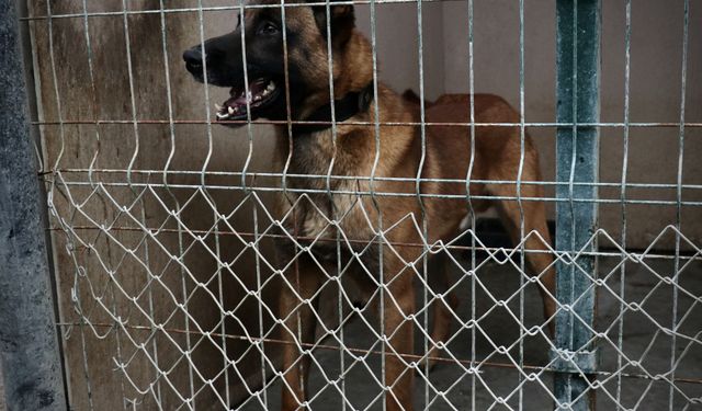 OMÜ'nün hassas burunlu köpeği 'Pars' şehrin güvenliğinde görev alacak