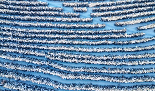 Palandöken Dağı'nın karla kaplı ormanları havadan görüntülendi