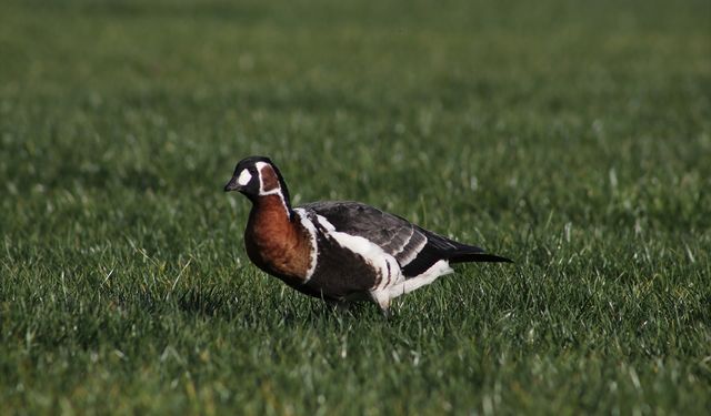 Rize'de Sibirya kazı görüntülendi