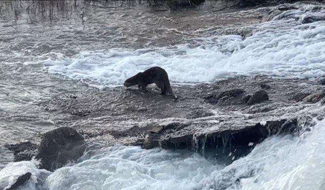 Uludere'de nesli tükenme tehlikesi altındaki su samuru görüntülendi
