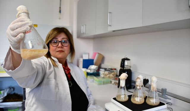 Akademisyenler, gıdalarda oluşan mantar ve küflerin çoğalmasını engelleyen yeni nesil bileşik geliştirdi