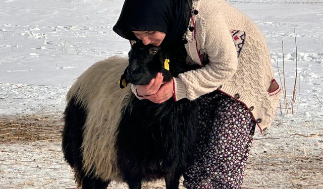 Annesi öldükten sonra sahip çıkarak büyüttüğü koyunla arkadaş oldu