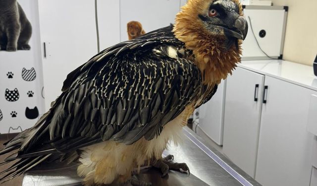 Artvin'de tedavisi tamamlanan sakallı akbaba, takip cihazı takılarak doğaya salındı