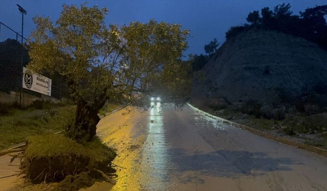Aydın'da sağanak nedeniyle kökünden sökülen zeytin ağacı sokağa sürüklendi