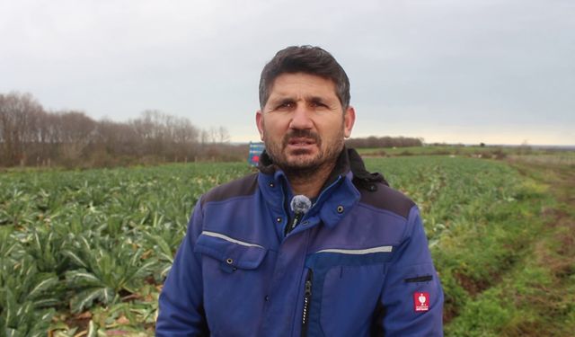 Bafra Ovası'nda karnabahar hasadı sürüyor