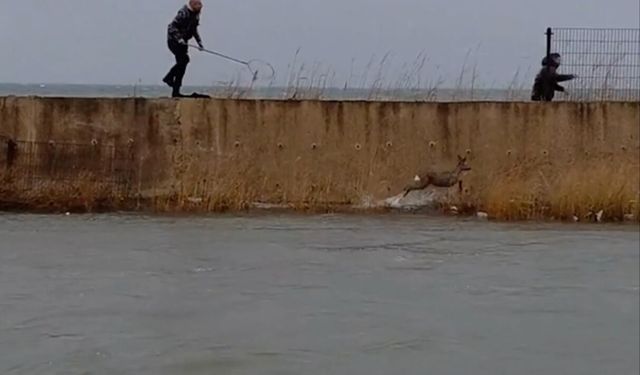 Balıkesir'de dere yatağında mahsur kalan karaca kurtarıldı