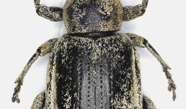 Bilim insanı çift, keşfettikleri böcekleri şehir ve bitki adıyla literatüre kazandırdı