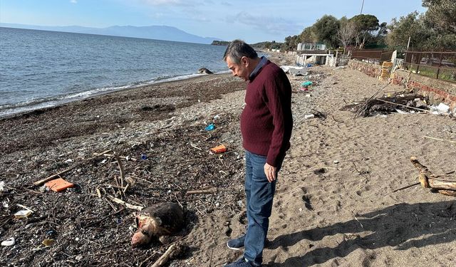 Çanakkale'de ölü caretta caretta sahile vurdu