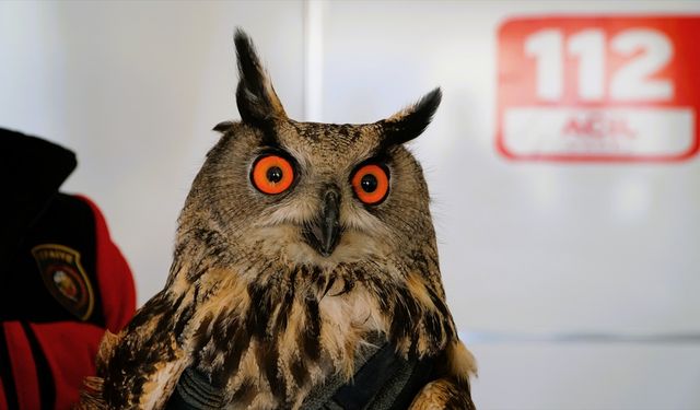 Çorum'da yaralı bulunan puhu tedavi altına alındı