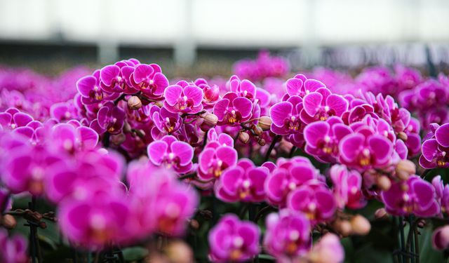 Çukurova'da çiçekler Sevgililer Günü'ne hazır