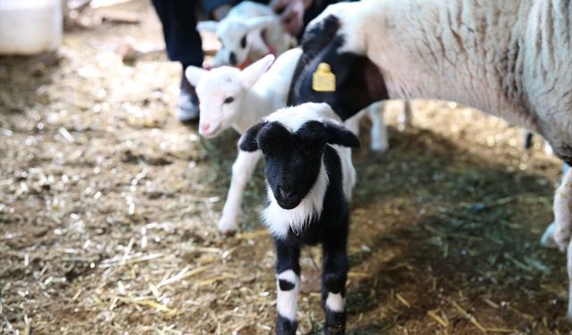 Denizli'de bir koyun tek batında 9 kuzu doğurdu