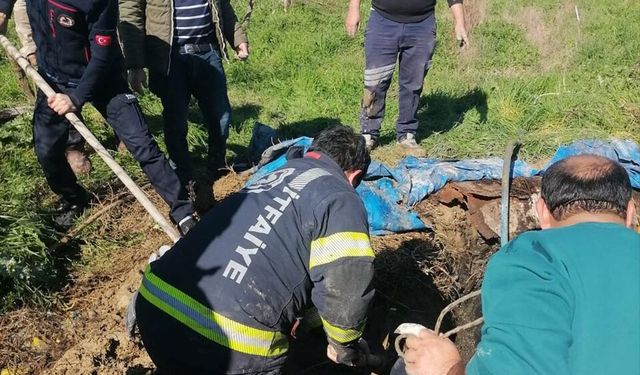 Denizli'de foseptik çukuruna düşen inek itfaiye ekiplerince kurtarıldı