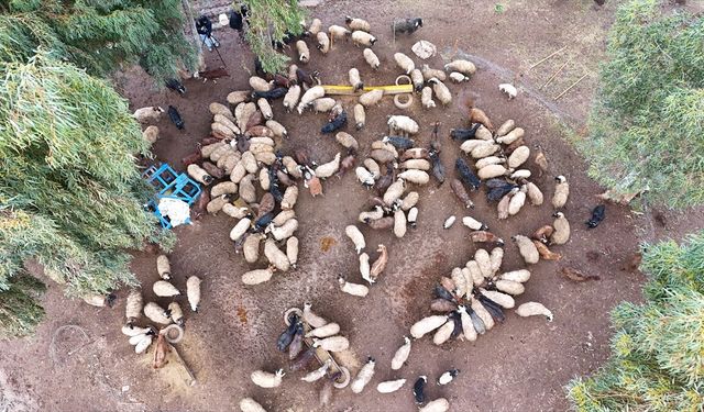 Depremde hayvanları ölen üniversite öğrencisi kadın, devlet desteğiyle besiciliği sürdürüyor