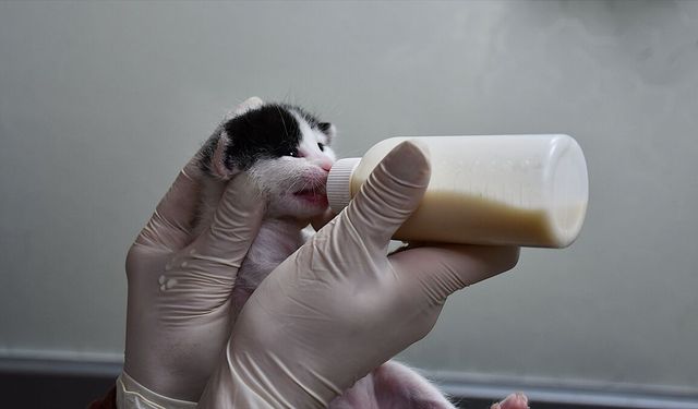 Doğum yapmakta zorlanan kedi, yavrularına sezaryenle kavuştu