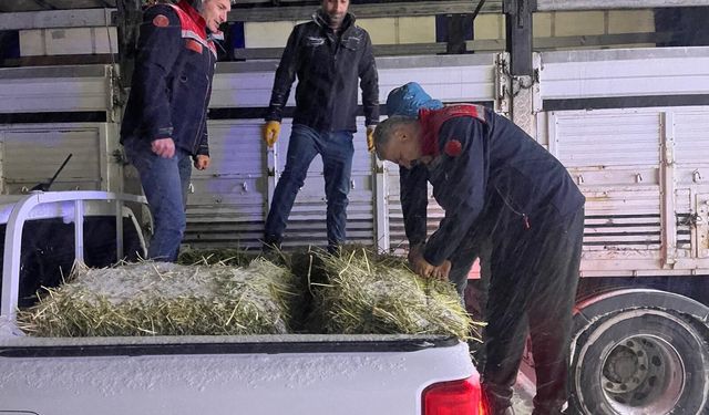 Erzurum'da yolda kalan tırlardaki hayvanlar beslendi