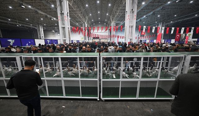 Gaziantep'te '29. Türkiye Filo Güvercin Güzellik Yarışması' düzenlendi