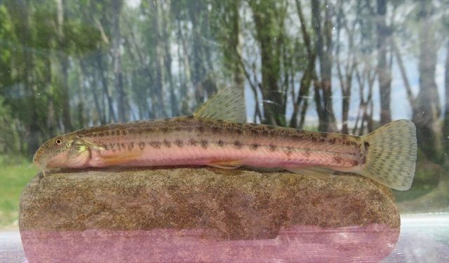 GRAFİKLİ - Türkiye'de her 3 tatlı su balığından biri tehlike altında