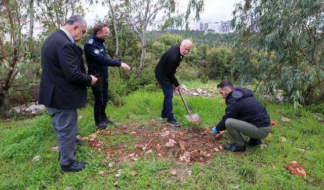 İzmir'de zehirlendiği iddia edilen hayvanlarla ilgili inceleme başlatıldı