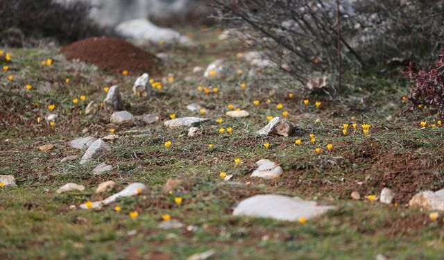 Karabük'te çiğdemler erken çiçek açtı