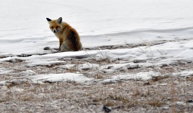 Kars'ta karlı arazide yiyecek arayan yaban hayvanları görüntülendi