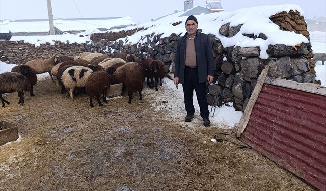 Kars'ta kurt saldırısında 214 koyunu telef olan besicinin yüzü destek kampanyasıyla güldü