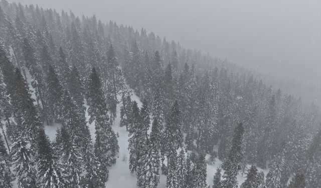 Kastamonu'nun yüksek kesimlerinde yoğun kar yağışı ve sis etkili oluyor