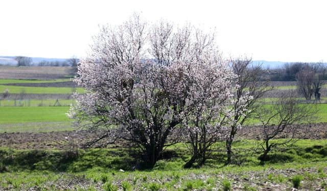 Kırklareli'nde badem ağaçları çiçek açtı