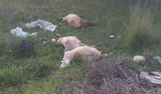 Manavgat'ta kopan elektrik tellerindeki akıma kapılan 3 kuzu telef oldu