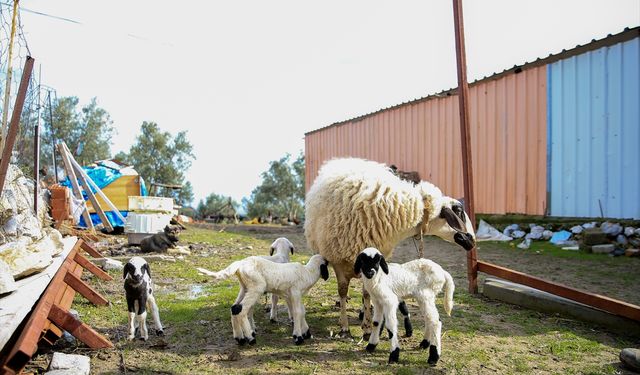 Manisa'da bir koyun beşiz yavruladı