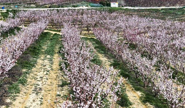 Mersin'de kayısı ağaçları çiçeklendi
