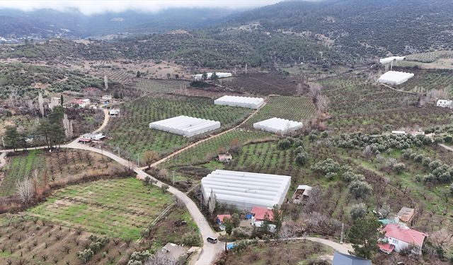 Mersin'de serada yetiştirilen erik ağaçları çiçeklendi