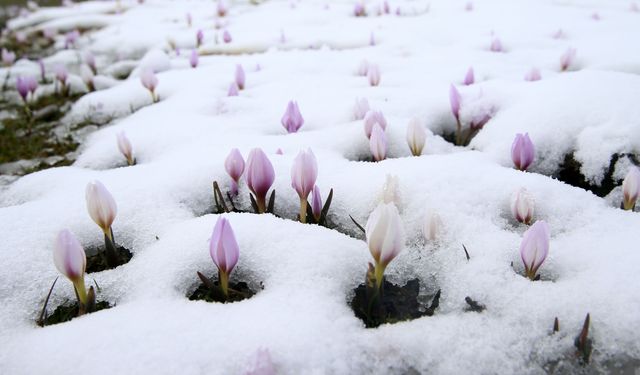 Muş Ovası'nda 'baharın habercisi' çiğdemler kar altında kaldı
