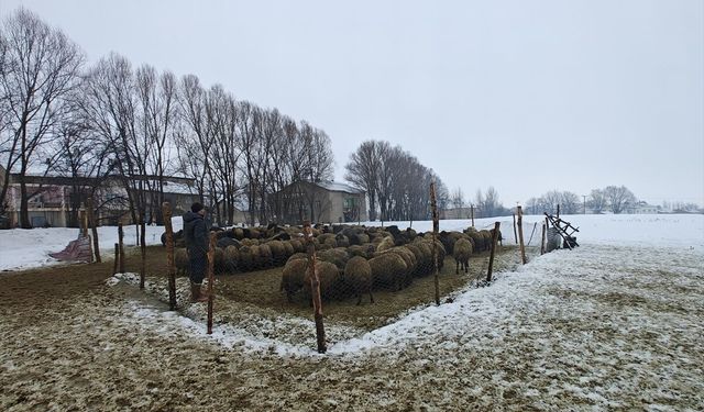 Muş'ta devlet desteğiyle hayvancılık gelişiyor