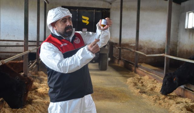 Muş'ta şap hastalığına karşı ilkbahar dönemi aşılama çalışmaları başladı