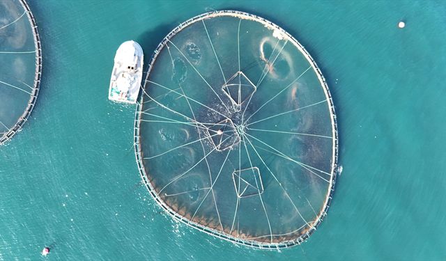 Ordu'da kafes balıkçılığı tesislerinde 2025'te 6 bin ton üretim gerçekleşti