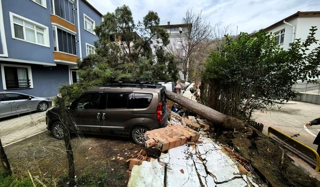 Samsun'da şiddetli rüzgar nedeniyle devrilen ağaçlar 3 araca zarar verdi
